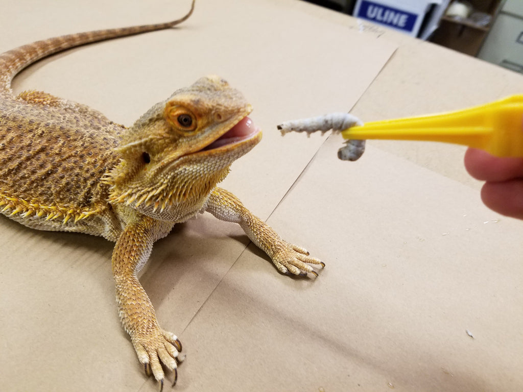 WHY SHOULD YOU FEED YOUR PET SILKWORMS?