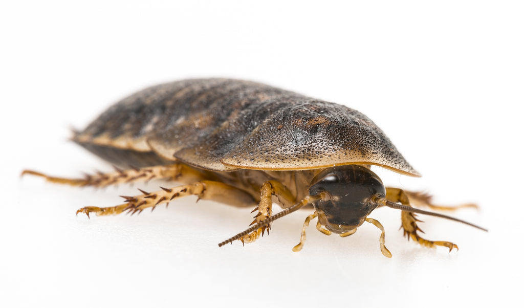 How to Breed Dubia Roaches
