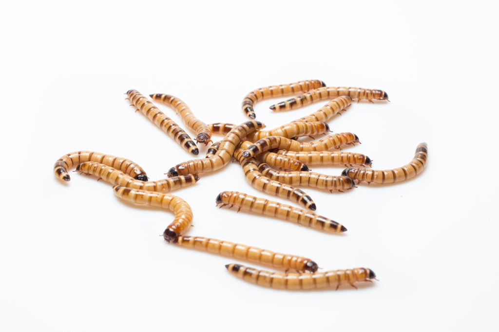 How to Care for Superworms