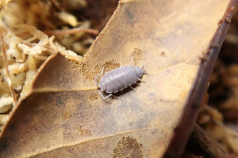 Porcellionides pruinosus "Powder Blue" Isopods