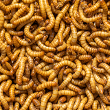 Mealworms