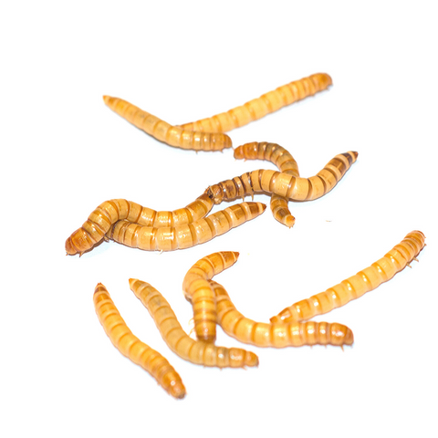 Mealworms