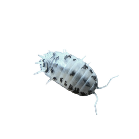 Porcellio Laevis "Dairy Cow" Isopod Culture