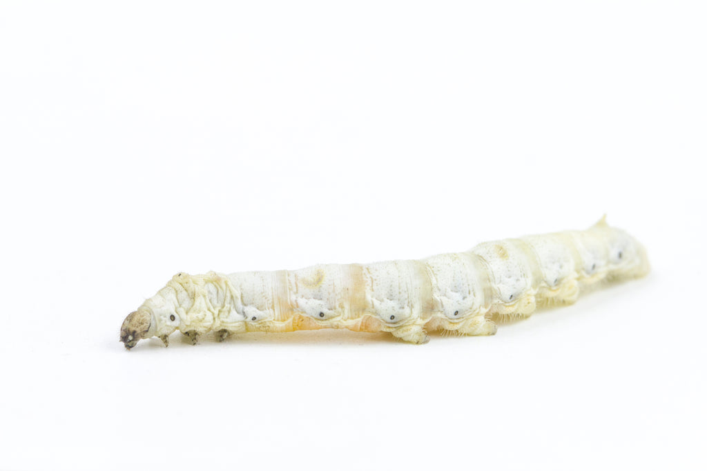 PetWave Live Silkworms