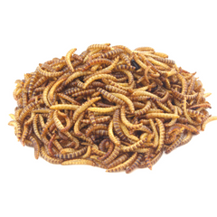 Mealworms