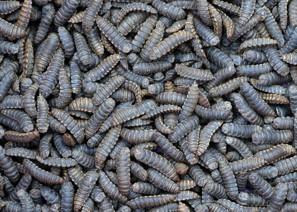 Live Black Soldier Fly Larvae (BSFL) – Hornworms.com