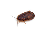 Live Dubia Roaches