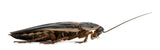 Live Dubia Roaches