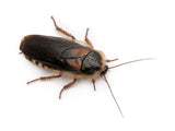 Live Dubia Roaches