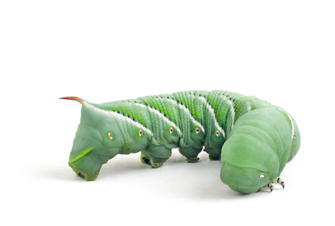 Hornworms